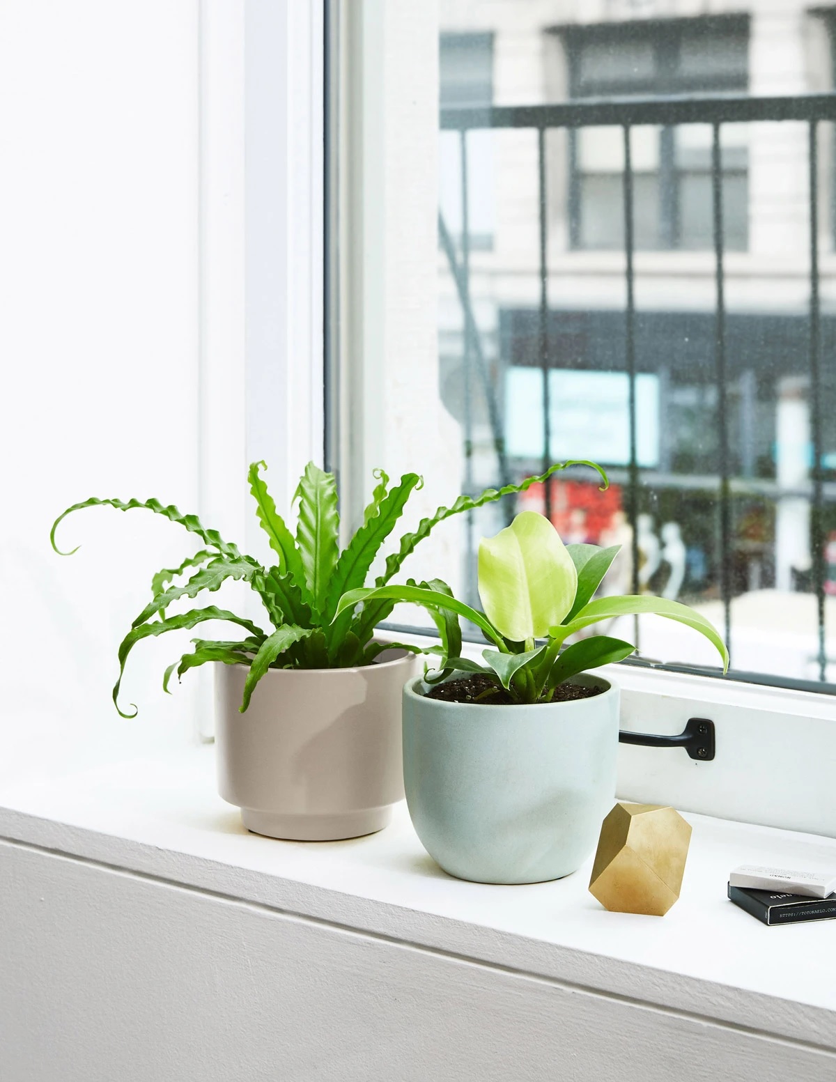 Plants by the windows